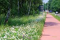 Wilde bloemenberm St Odillialaan